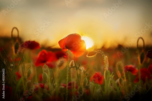 Poppies at sunset