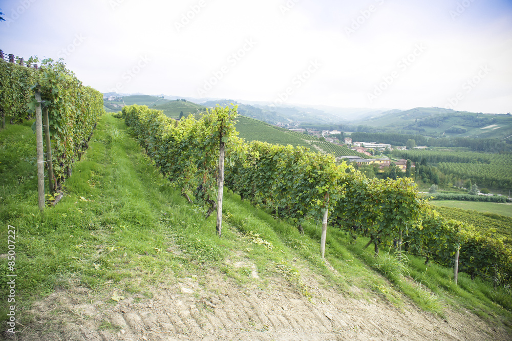 Naklejka premium Vineyard in northern Italy
