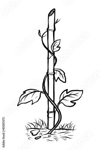 climbing plant on bamboo