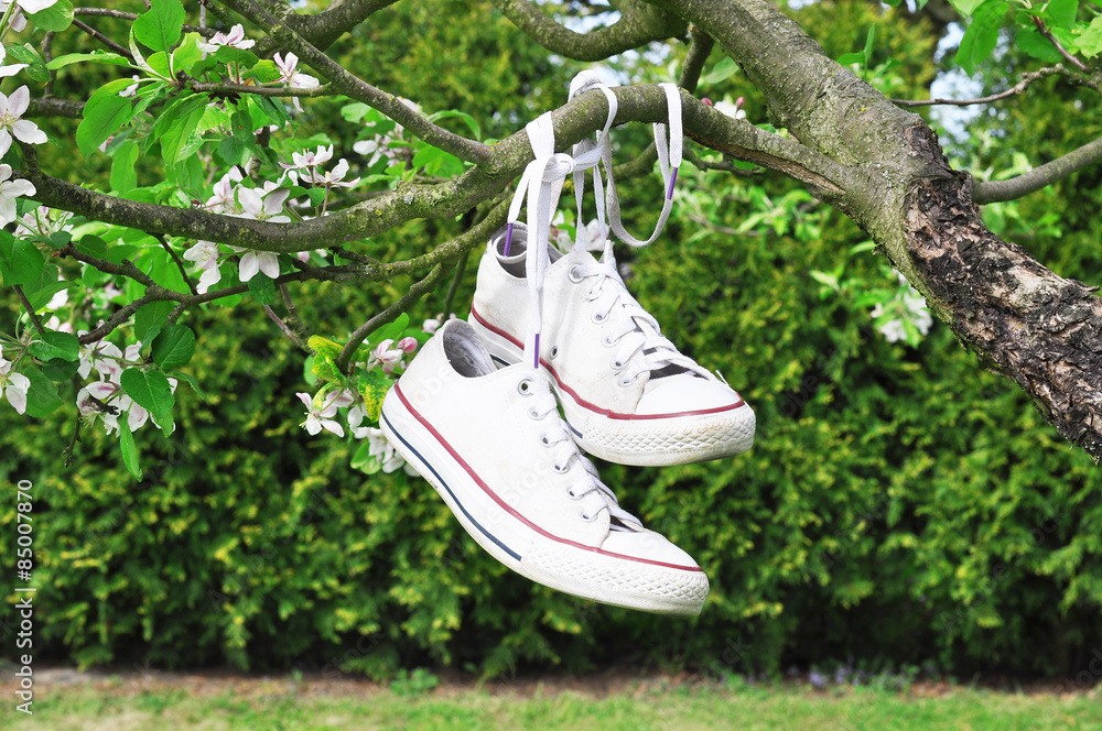 Canvas shoes hanging on a tree Stock-Foto | Adobe Stock