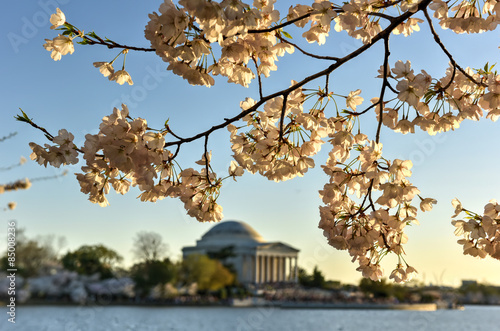 Cherry Blossom Festival - Washington, D.C.