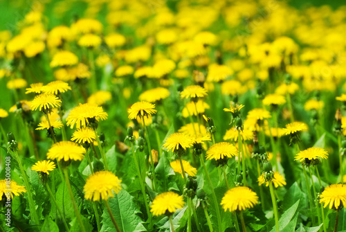 field of dandelions