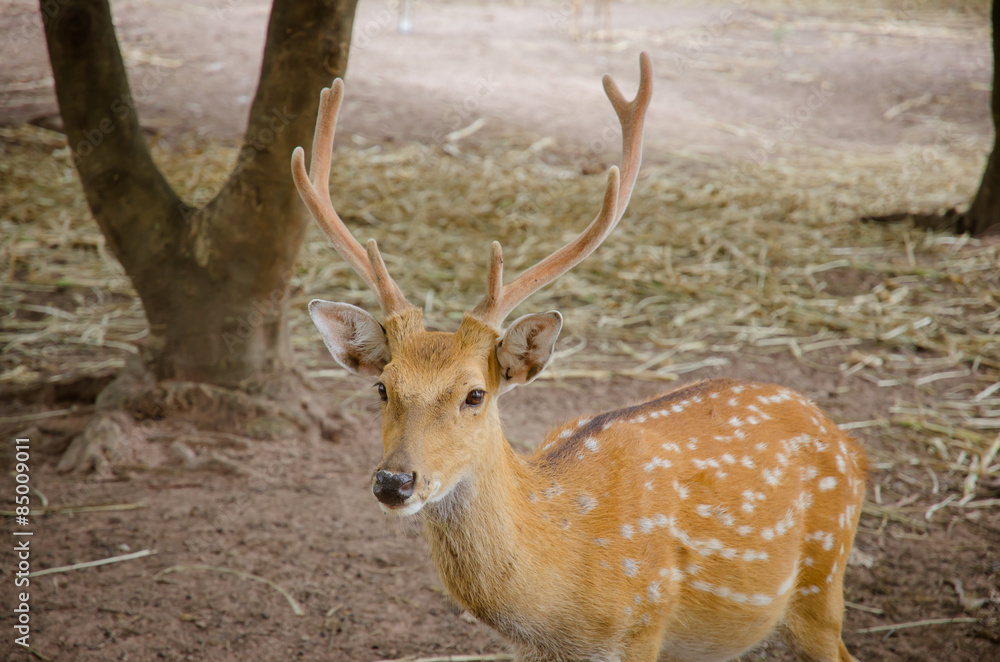 Chital or cheetal deer (Axis axis) Chital or cheetal deer (Axis axis)