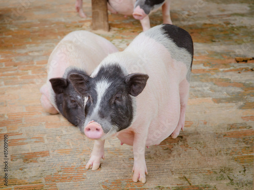 cute pig in cage photo