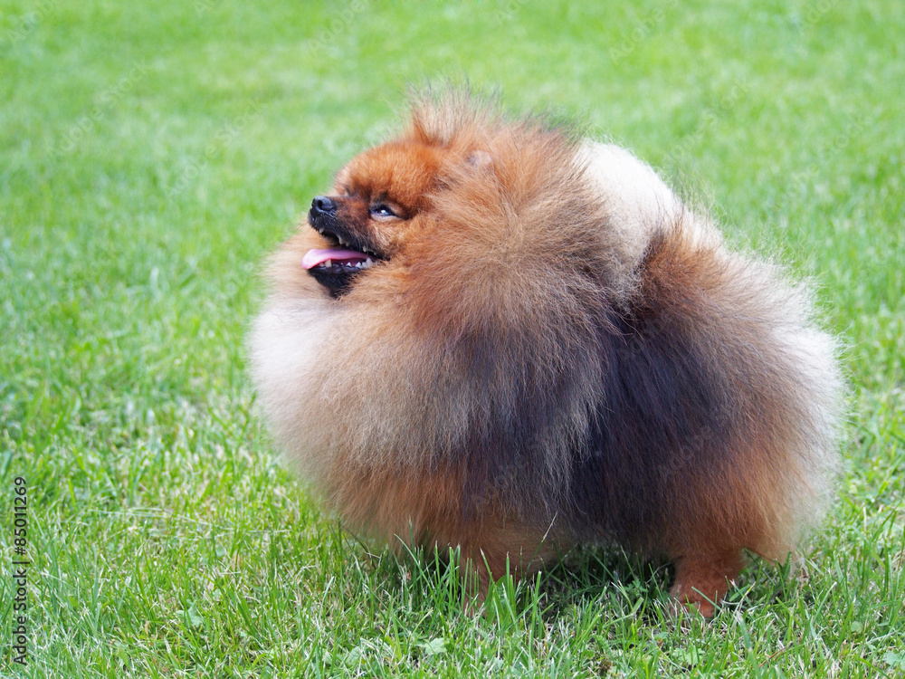 Pomeranian, Dwarf Spitz on a natural green background
Pomeranian, Dwarf Spitz on a natural green background