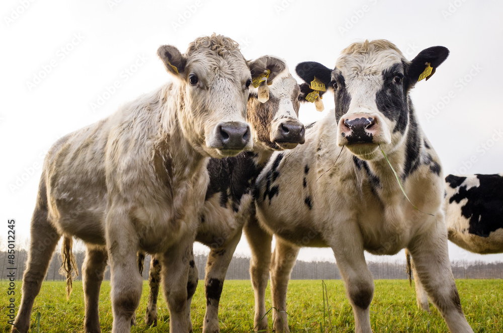 Obraz premium Beef Cattle On A Field