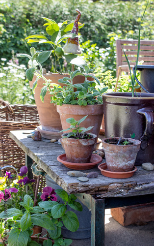 Pot Garden / Flower pots with herbs, vegetables and flowers on the terrace 