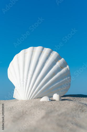 Weiße Jakobsmuschel am Sandstrand unter blauem Himmel, Sommerträume, Urlaub