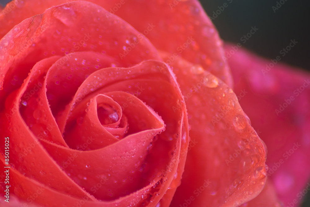 Wet rose