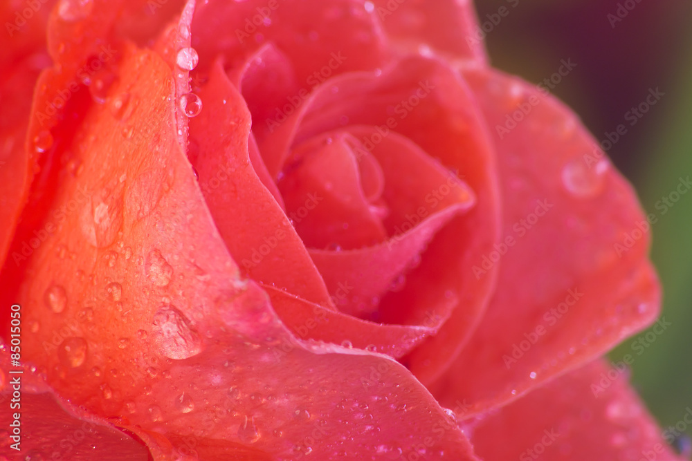 Wet rose