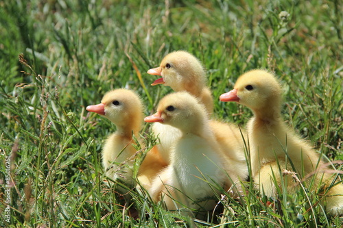 four ducks on green grass