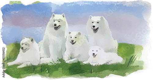 Dog husky