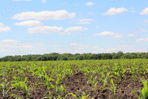 green field planted with corn in the summer