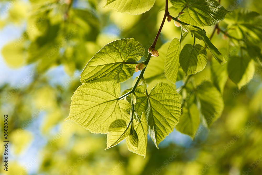Green leaves background