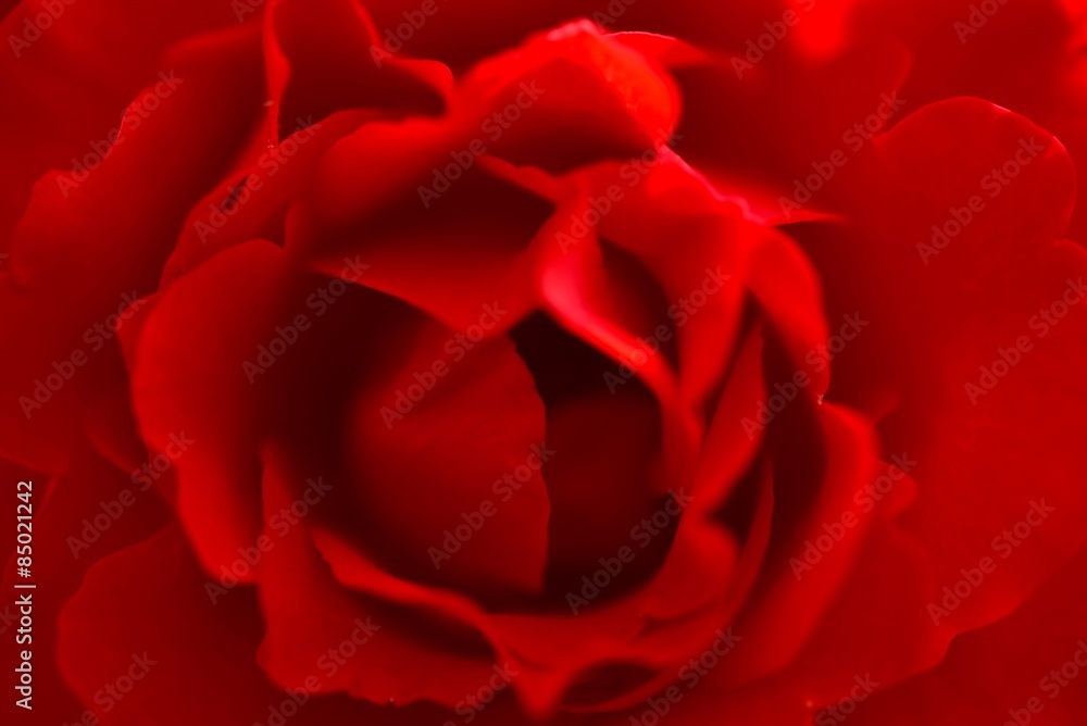 Naklejka premium rote Rose