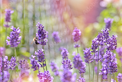 Bee - honeybee on lavender flower