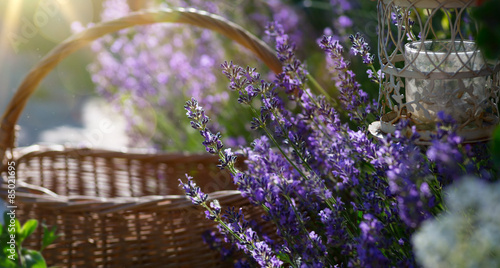 Fototapeta Naklejka Na Ścianę i Meble -  art blooming flowers near the house in Provence