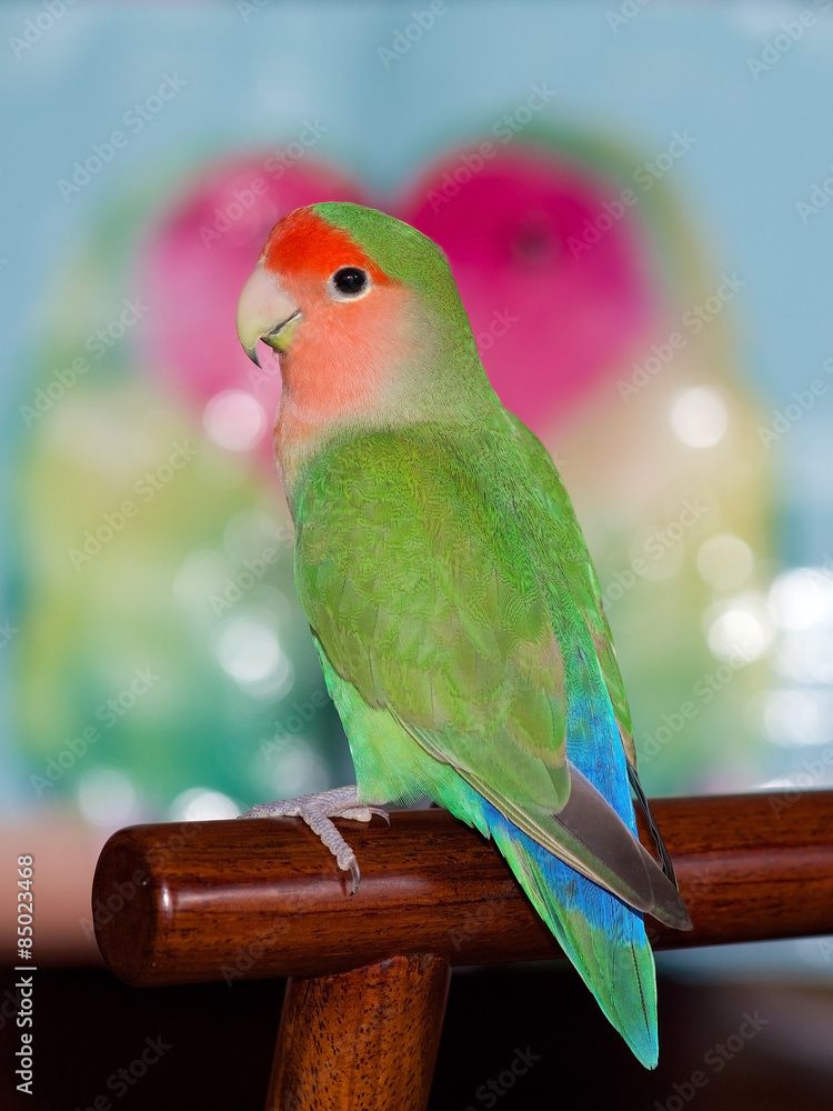 Naklejka premium Peach-faced Lovebird - Agapornis roseicollis