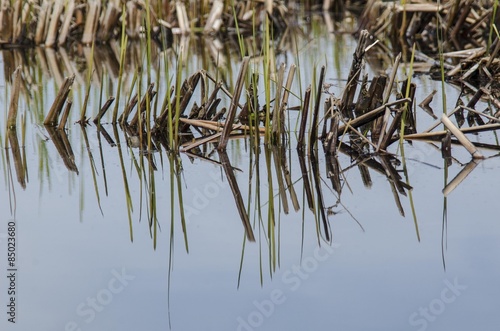 Weeds in marshland photo