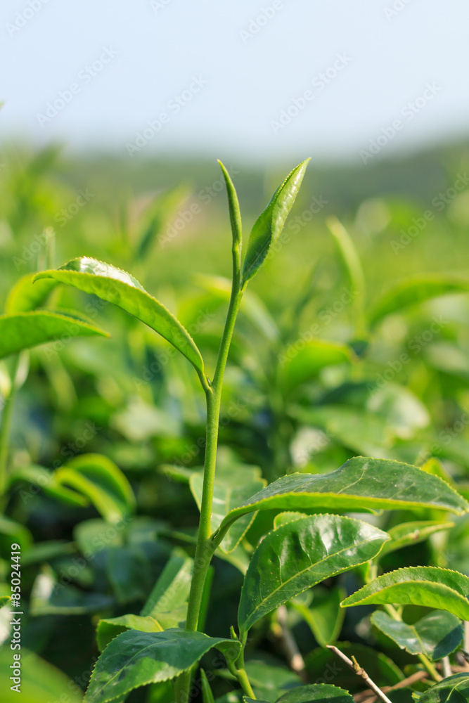 fresh green tea leaves fresh green tea leaves