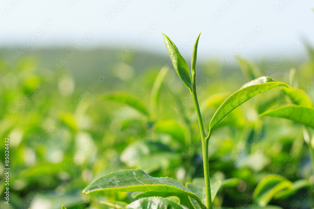 Fresh green tea leaves Fresh green tea leaves