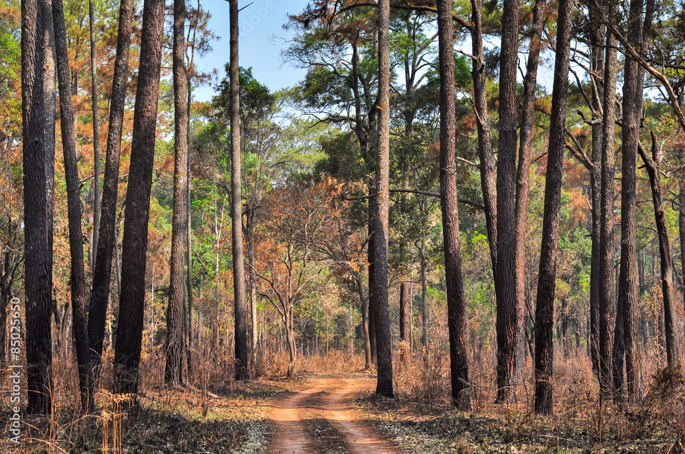 Obraz premium Dirt Road through the pine forest at Thung Salang Luang National