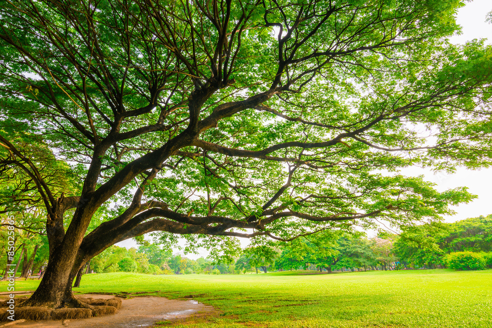 Green public park outdoor with tree and sky Green public park outdoor with tree and sky