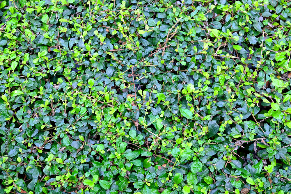 Green Leaf Background Green Leaf Background