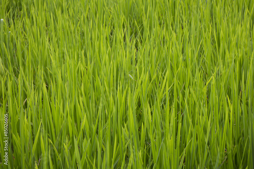 Green leaves of rice field as the background
