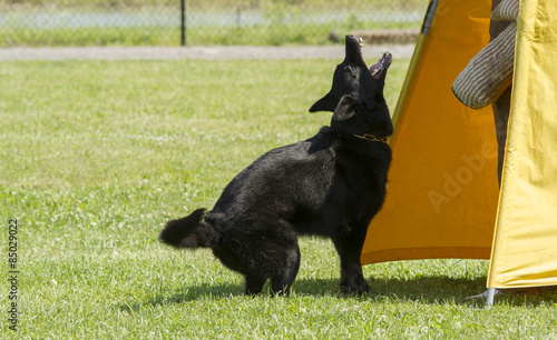 Black German Shepherd In Training photo