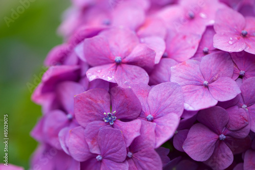 紫陽花 © ailink