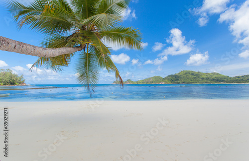 Fototapeta Naklejka Na Ścianę i Meble -   cocotier penché sur plage des Seychelles 