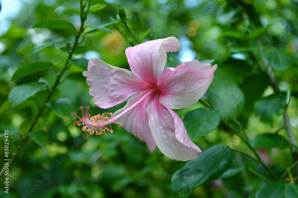 Pink Hibiscus flower, Hibiscus sp., Central of Thailand Pink Hibiscus flower, Hibiscus sp., Central of Thailand