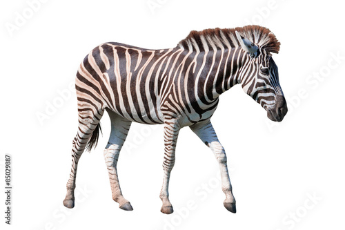 side view full body of african zebra standing isolated white bac