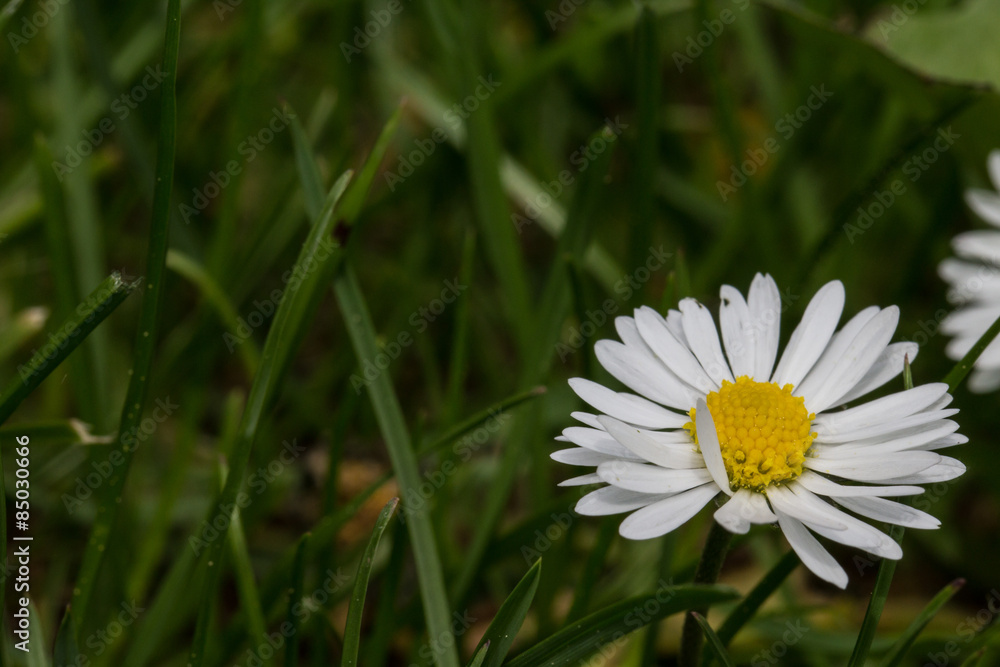 Fototapeta premium Gänseblümchen im Sommer