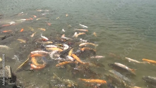 Wild Koi fishes Carps feeding in a pond ,Japan photo