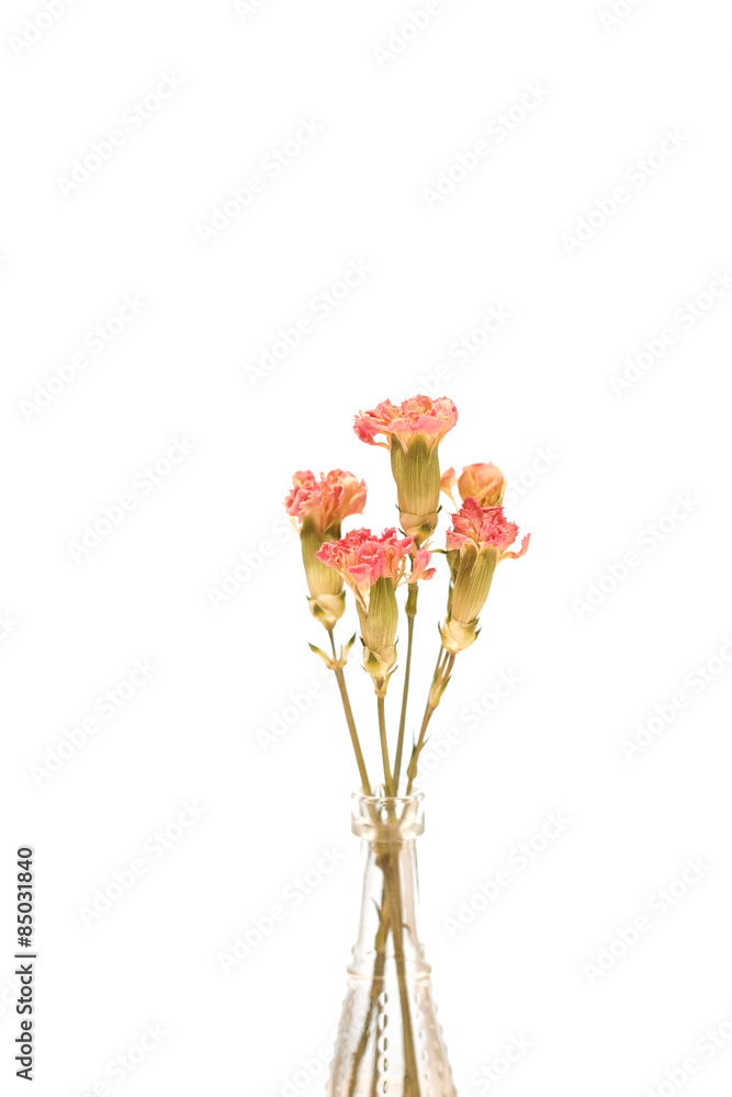 カーネーションのドライフラワー Stock 写真 Adobe Stock