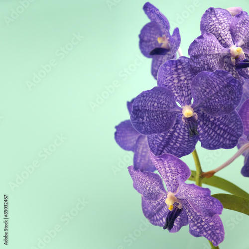 purple vanda orchid