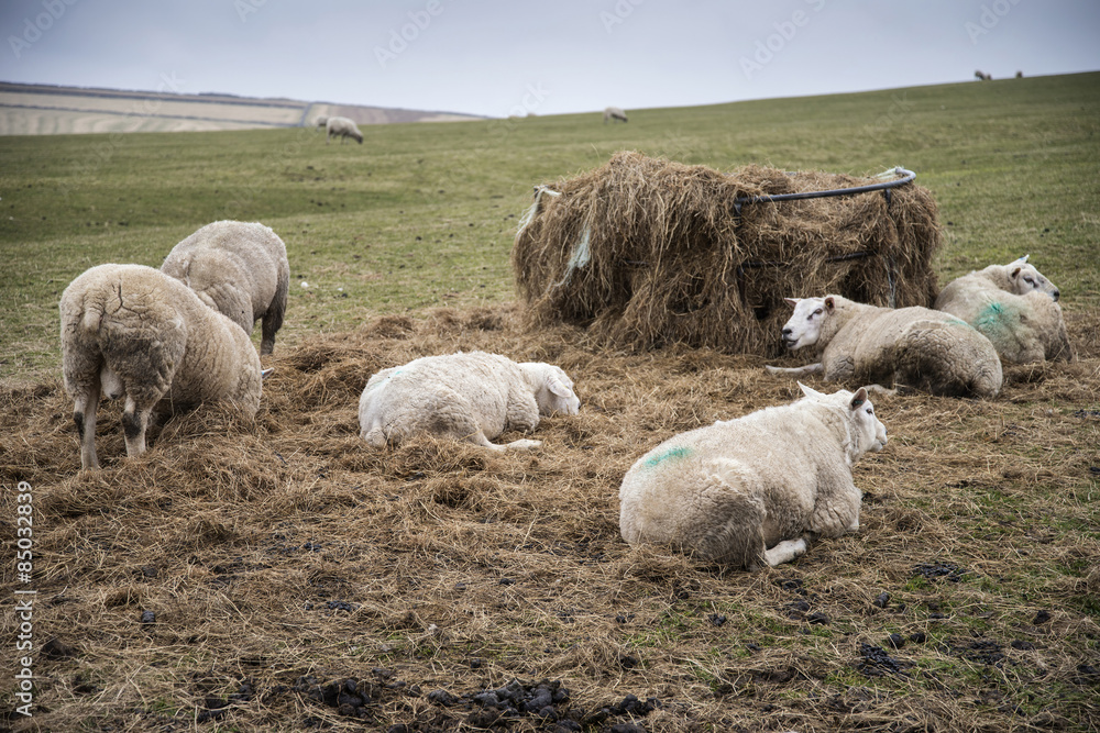 Fototapeta premium Sheep grazing in farm landscape on sunny day in Peak District UK