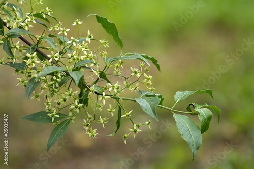 Blüten des Gewöhnlichen Spindelstrauchs / Flowers of the common spindle tree
