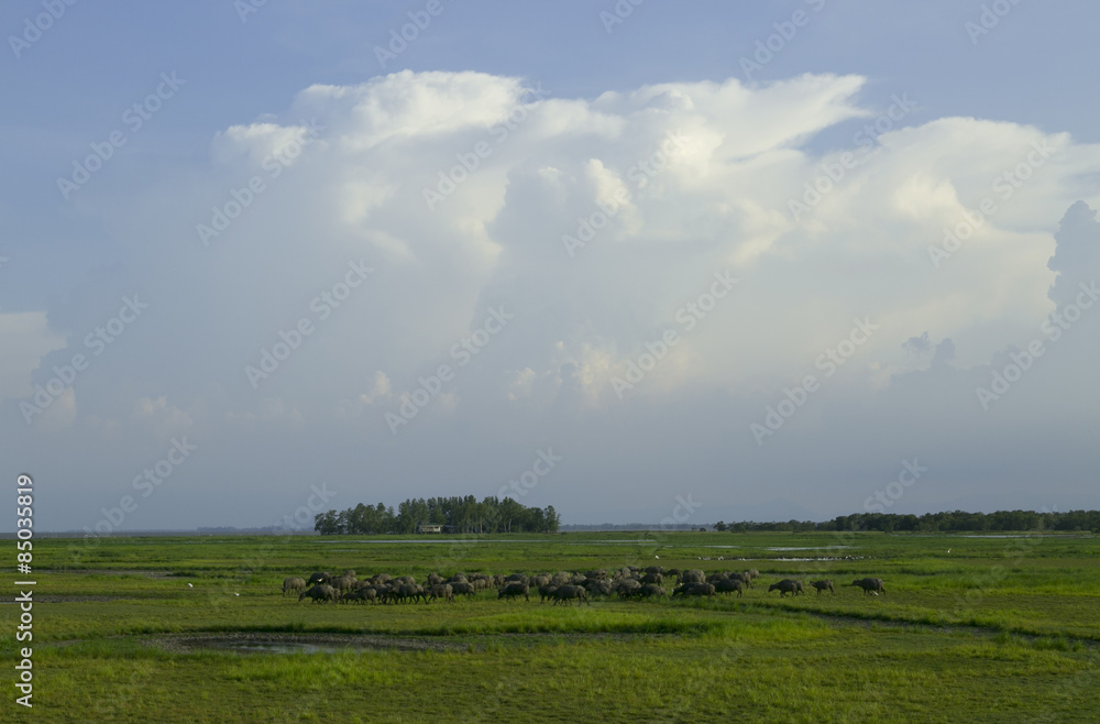 there are grazing field at thale noi lake, phatthalung,Thailand