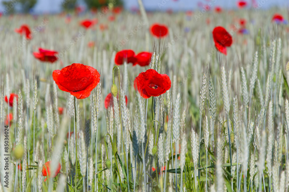 Obraz premium Red poppies in field of wheat.