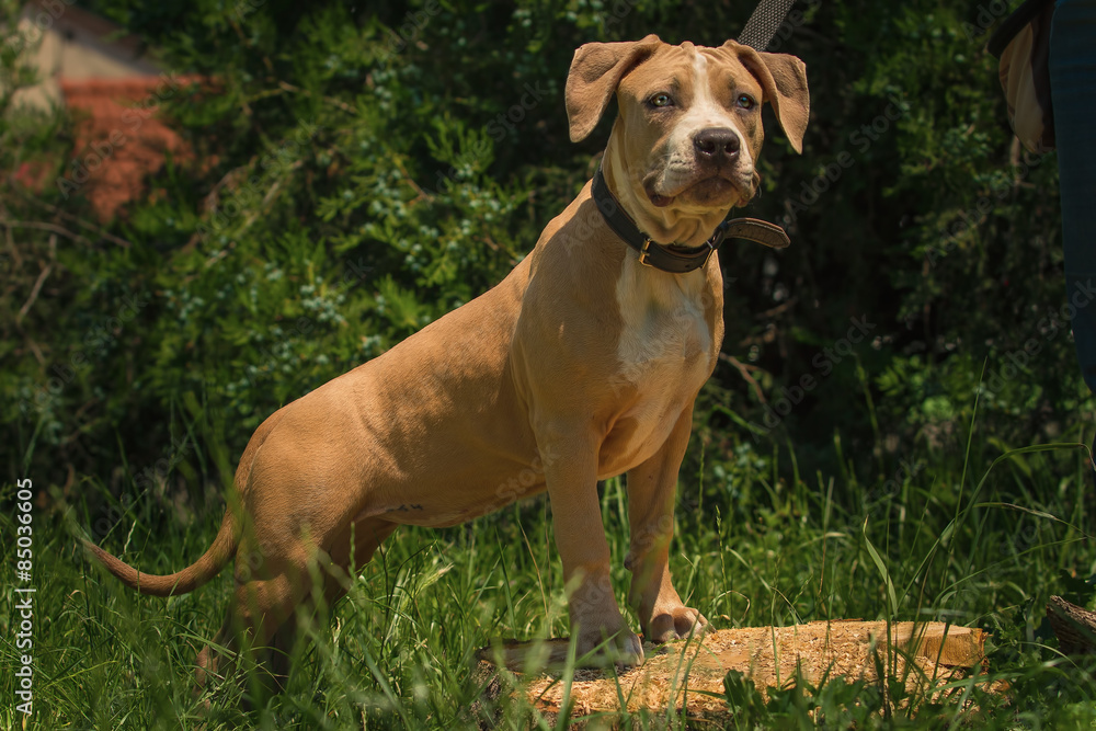 Portrait of a puppy on the nature close up. Pitbull. 4 months of age. Portrait of a puppy on the nature close up. Pitbull. 4 months of age.