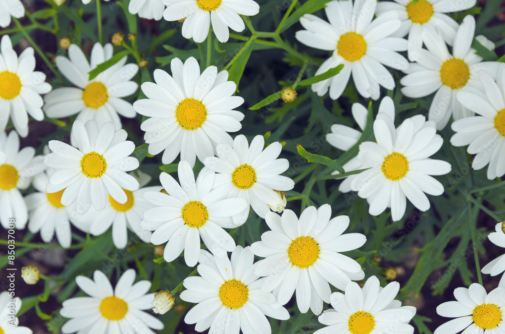 Daisy background Daisy background