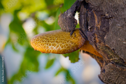 mushroom on a tree photo