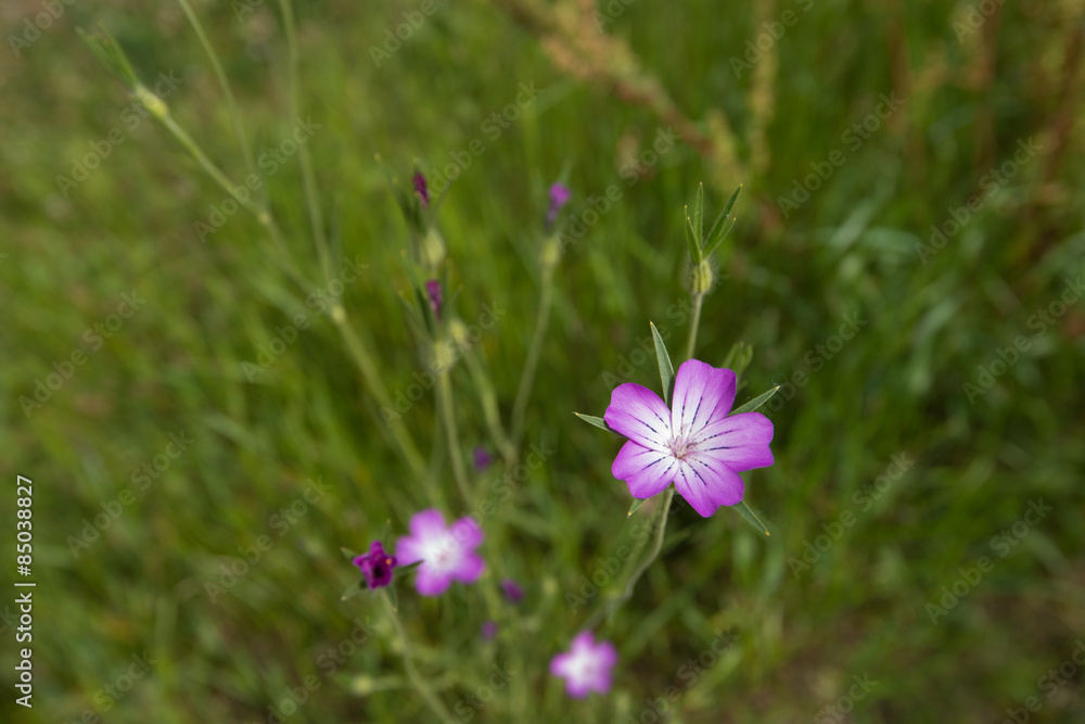 Fototapeta premium Pink blooming common corn-cockles from above
