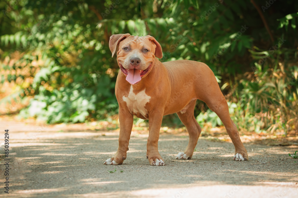 Portrait of a puppy on the nature close up. Pitbull. 4 months of age.