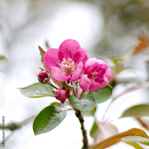 Malus adstringens 'Almey' (Zierapfel) Blüte Frühling photo