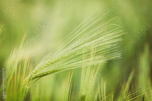 Green ears of barley