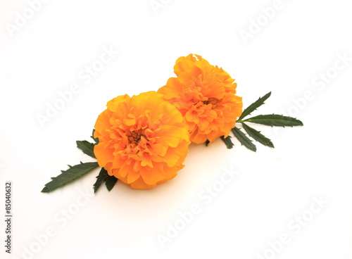 Fototapeta Naklejka Na Ścianę i Meble -  マリーゴールド